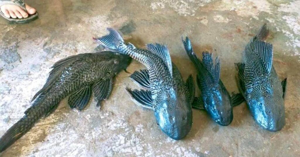 ပေါင်မြို့နယ်ရှိ ချောင်းရိုးမြောင်းရိုးများအတွင်း အသားစား စုပ်ခွက်ငါး အများအပြား တွေ့လာရသည့် အတွက် ငါးမျိုးရင်းများ ပျောက်ကွယ်မည်ကို ဒေသခံများ စိုးရိမ်နေ