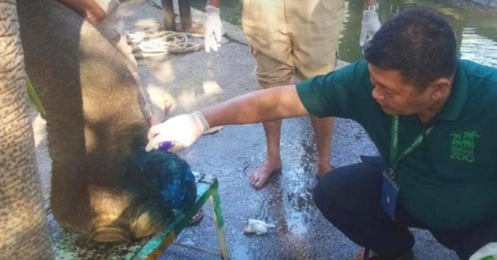 ရန်ကုန် တိရစ္ဆာန်ဥယျာဉ်ရှိ ဆင်မကြီးမိုမို၏ ခြေထောက်တွင် ကြွက်နို့သဏ္ဍာန် ထွက်လာသဖြင့် ဆင်ကျွမ်းကျင် ဆရာဝန်များ နှင့် စစ်ဆေး စောင့်ရှောက်ပေးနေ