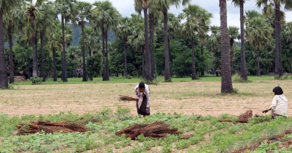 လက်ရှိဘဏ္ဍာနှစ် ရှစ်လအတွင်း မြန်မာနိုင်ငံကို တင်သွင်းသည့် အဓိကကုန်ပစ္စည်း ၁၁ မျိုးအနက် ဓာတ်မြေသြဇာတန်ချိန် ၁ ဒသမ ၁၈၈ သန်းကျော် တင်သွင်းခဲ့ပြီး ယခင်နှစ်ထက် ၅၂ ရာခိုင်နှုန်းကျော် ပိုမိုတင်သွင်း