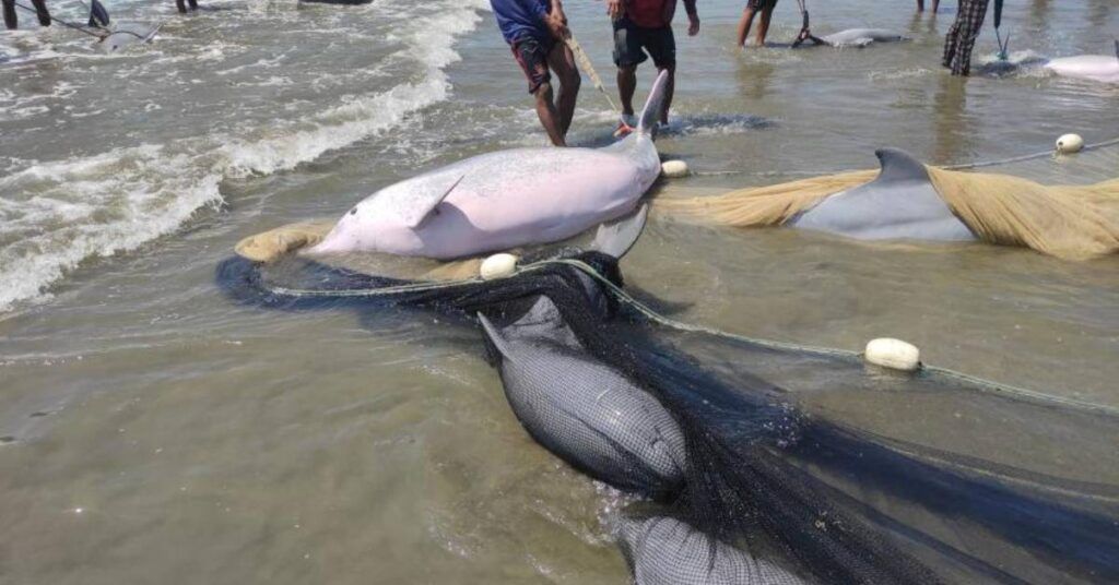 ဧရာဝတီတိုင်း မော်တင်ကမ်းခြေတွင် လင်းပိုင်များကို ငါးဖမ်းပိုက်ကွန်များအတွင်း ဖမ်းမိ